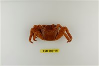 藏品(白紋方蟹)的圖片